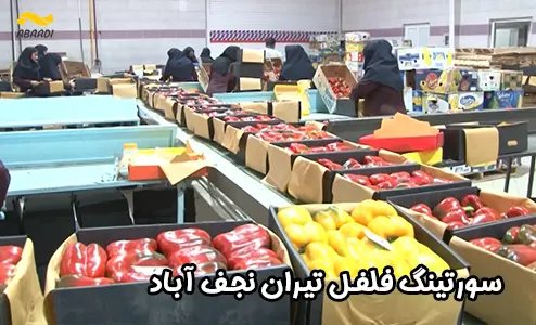 سورتینگ فلفل در تیران نجف آباد